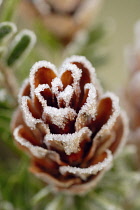 Southern Japanese hemlock, Tsuga sieboldii.