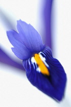 Iris, Iris reticulata.