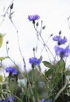 Cornflower, Centaurea cyanus.