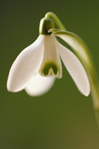 Snowdrop, Galanthus.