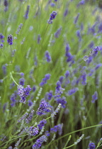 Lavender, Lavandula augustifolia.