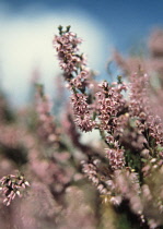 Heather, Calluna vulgaris.