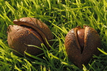 Horse Chestnut, Conker, Aesculus hippocastanum.