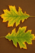 Oak, Red oak, Quercus rubra.