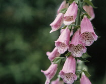 Foxglove, Digitalis purpurea.