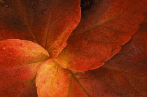 Boston ivy, Parthenocissus tricuspidata.