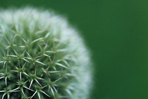 Globe Thistle, Echinops.