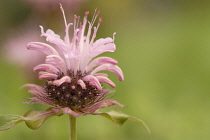 Bergamot, Monarda, Monarda didyma.