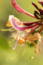 Honeysuckle, Lonicera periclymenum.