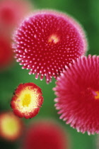 Daisy, Lawn daisy, Bellis perennis.