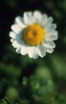 Feverfew, Tanacetum parthenium.