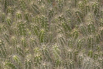 Cactus, Echinocereus.