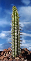 Cactus, Echinocereus.