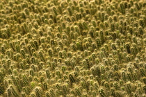 Cactus, Echinocereus.