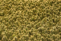 Cactus, Echinocereus.