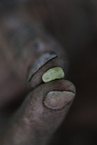 Broadbean, Vicia faba.