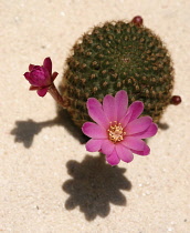 Cactus, Pincushion cactus, Mammillaria.