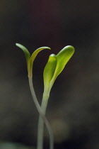 Swiss Chard, Beta vulgaris.