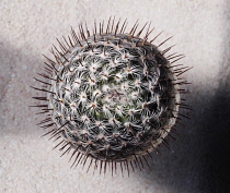 Cactus, Pincushion cactus, Mammillaria microhelia.