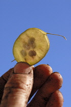 Honesty, Lunaria annua.