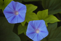 Morning glory, Ipomoea purpurea.