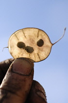 Honesty, Lunaria annua.