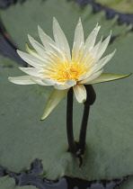 Water lily, Nymphaea.