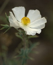 Prickly poppy, Argemone albiflora.