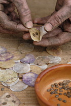 Honesty, Lunaria annua.