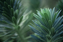 Euphorbia, Spurge, Euphorbia characias.