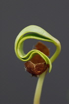 Sycamore, Acer pseudoplatanus.