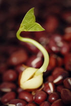 Adzuki bean, Vigna angularis.