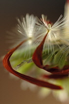 Gerbera.