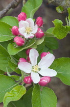 Apple, Malus domestica 'Ellison's Orange'.