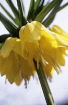 Fritillary, Crown imperial fritillary, Fritillaria imperialis lutea.