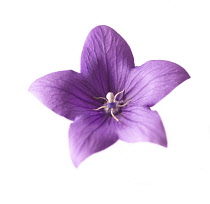 Balloonflower, Dwarf balloon flower, Platycodon grandiflorus 'mariesii'.