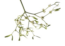 Mistletoe, Viscum album.