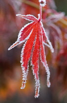 Japanese Maple, Acer Palmatum 'Atropurpureum'.