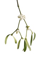 Mistletoe, Viscum album.