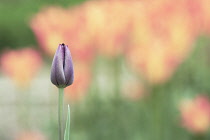 Tulip, Tulipa.