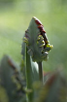 Tulip, Parrot tulip, Tulipa.