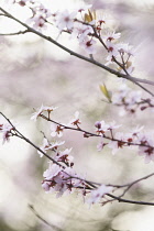 Almond, Prunus dulcis.