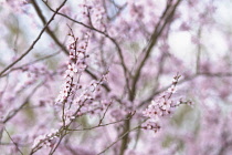 Almond, Prunus dulcis.