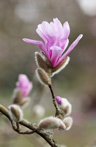 Magnolia, Magnolia x loebneri.