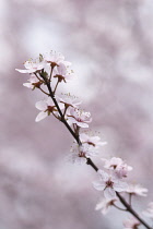 Almond, Prunus dulcis.