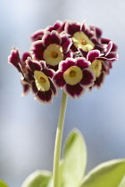 Auricula.