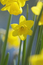 Daffodil, Narcissus 'Tete-a-Tete'.