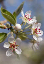 Pear, Pyrus communis.