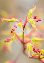Japanese Maple, Acer palmatum 'Katsura'.