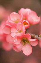 Quince, Chaenomeles x superba 'Coral sea'.